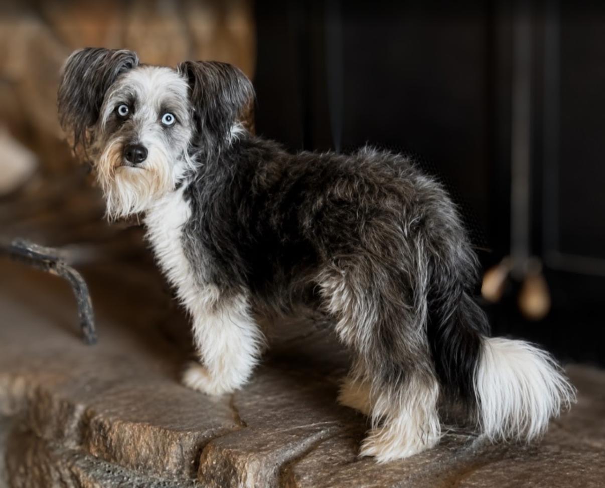 Rumie, a ADOPTABLE mixed breed in Pinedale, WY image 1/3