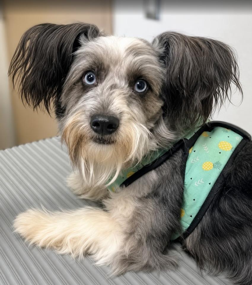 Rumie, a ADOPTABLE mixed breed in Pinedale, WY image 2/3