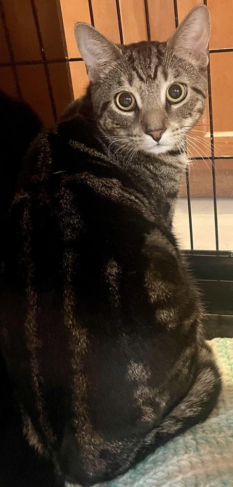 TIGER, Adoptable, Young Male Domestic Short Hair.