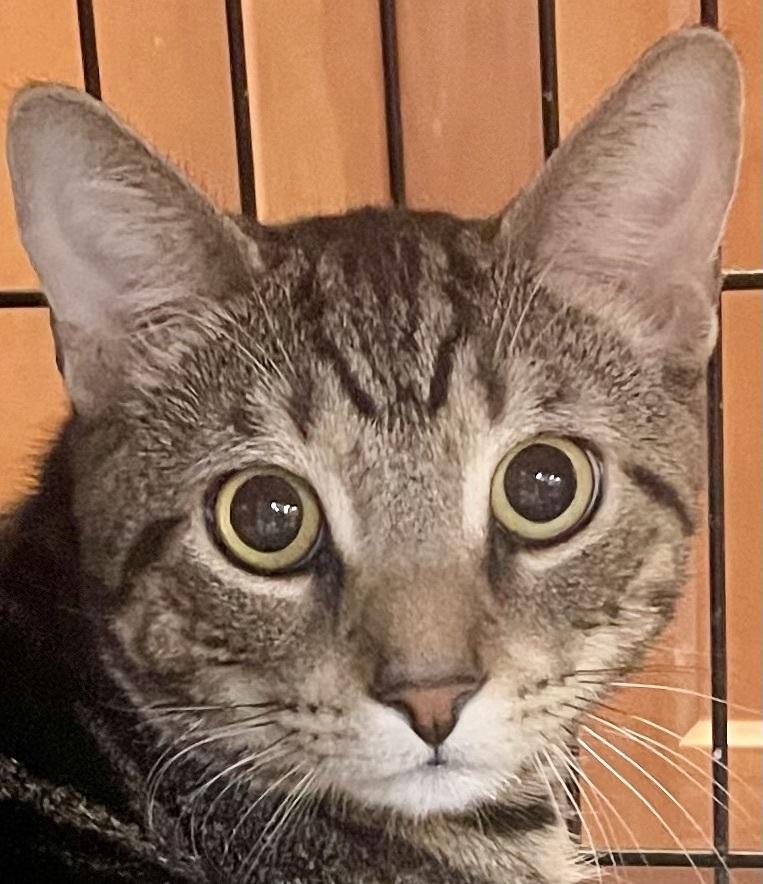 TIGER, a Adoptable mixed breed in Southbury, CT image 2/2
