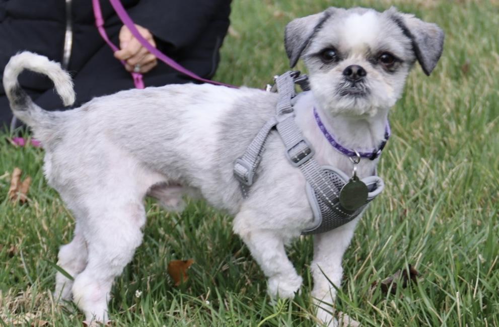 Enlarge Banjo, an adopted Shih Tzu in POTOMAC, MD image 5/6