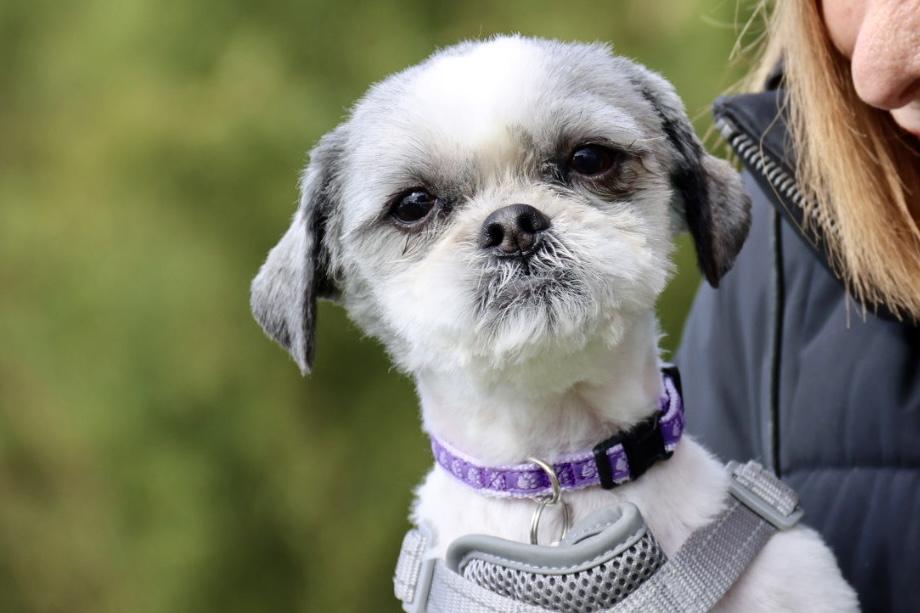 Enlarge Banjo, an adopted Shih Tzu in POTOMAC, MD image 4/6