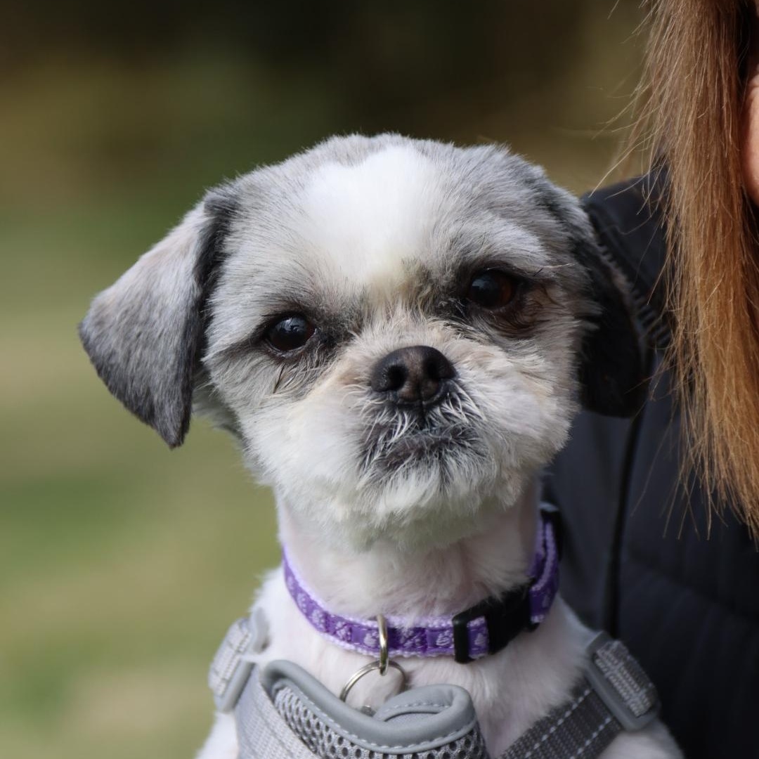 Banjo, adopted, Young Male Shih Tzu.
