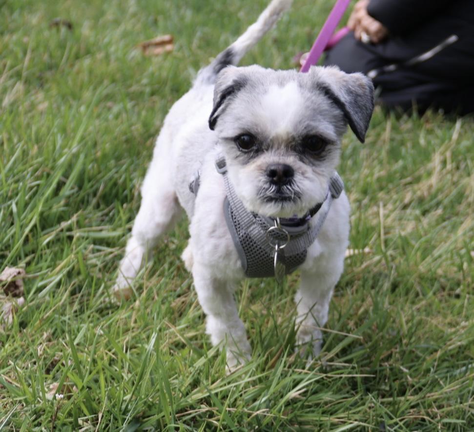 Enlarge Banjo, an adopted Shih Tzu in POTOMAC, MD image 2/6