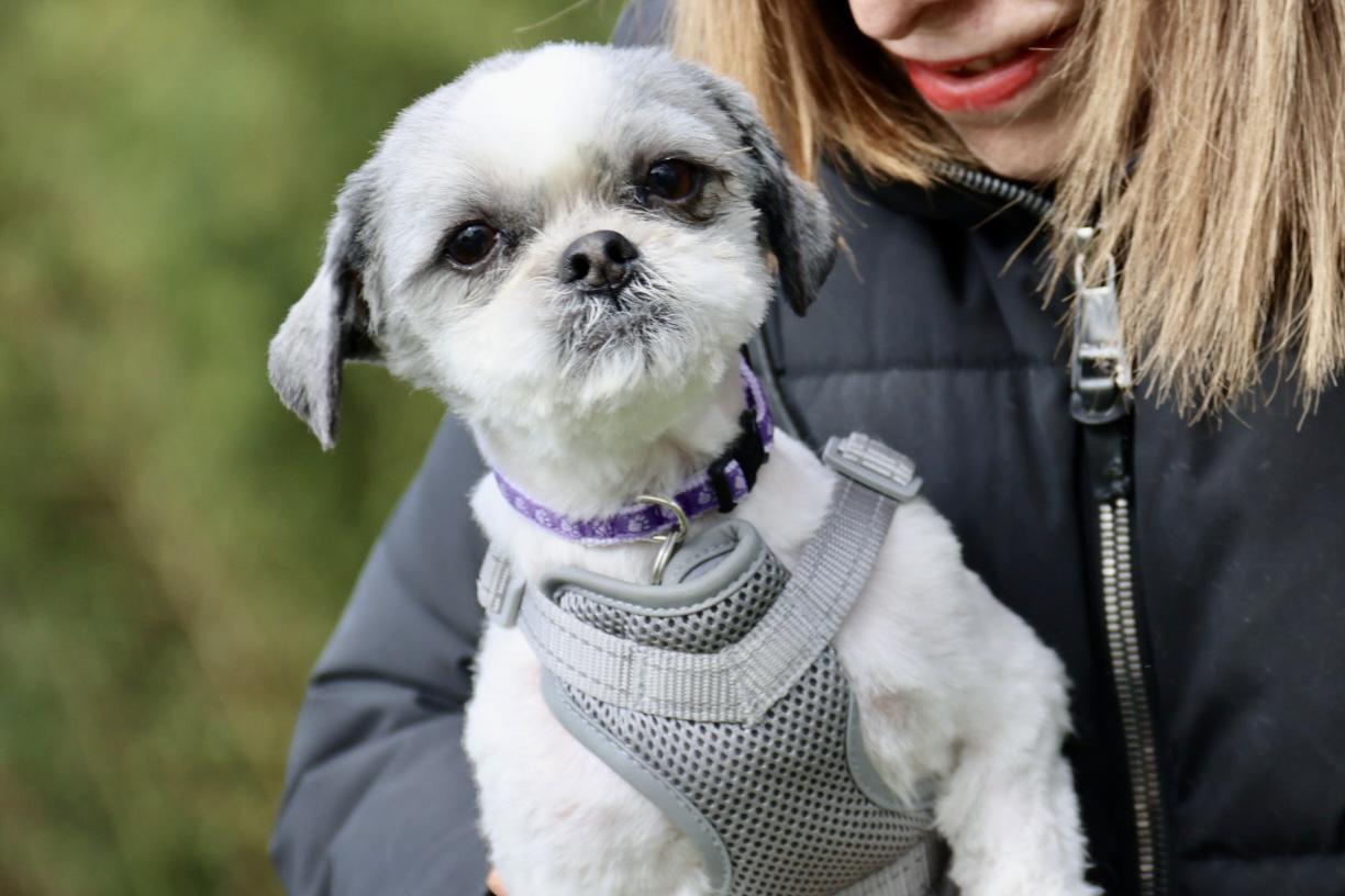 Enlarge Banjo, an adopted Shih Tzu in POTOMAC, MD image 3/6