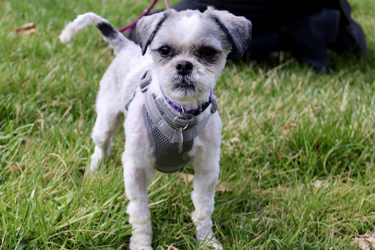 Enlarge Banjo, an adopted Shih Tzu in POTOMAC, MD image 6/6