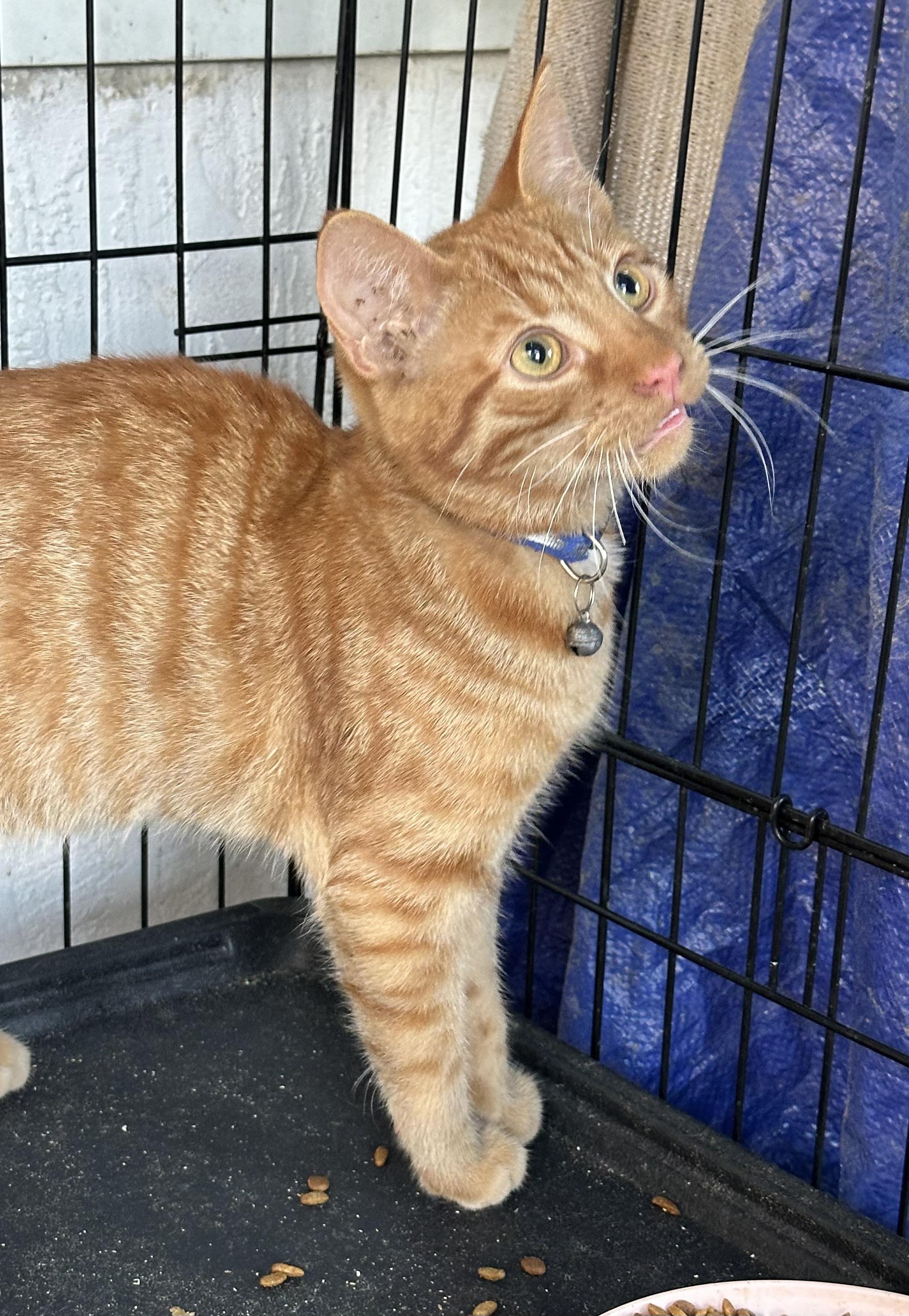 Enlarge Red, a ADOPTABLE mixed breed in San Jose, CA image 1/1