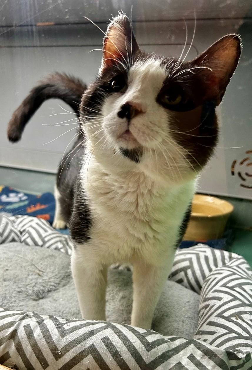 Josh, Adopted, Adult Male Domestic Short Hair.