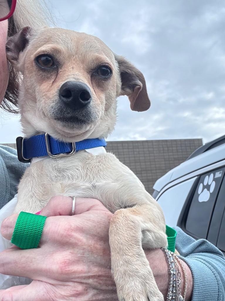 Velvet Teddy, Adoptable, Young Male Chihuahua & Shepherd.