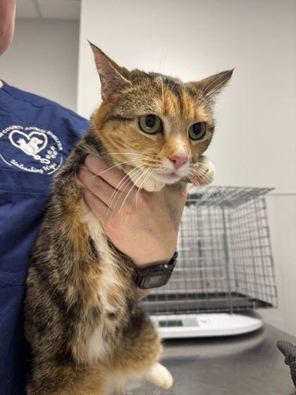 Lightning, Adoptable, Adult Female Domestic Short Hair & Domestic Short Hair.