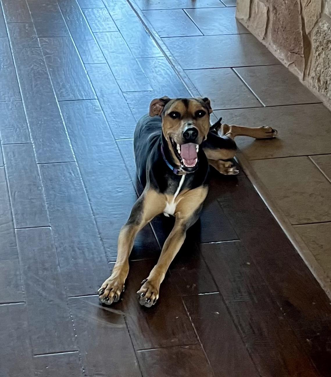 Enlarge Lacy, a ADOPTABLE mixed breed in Williston, VT image 5/5