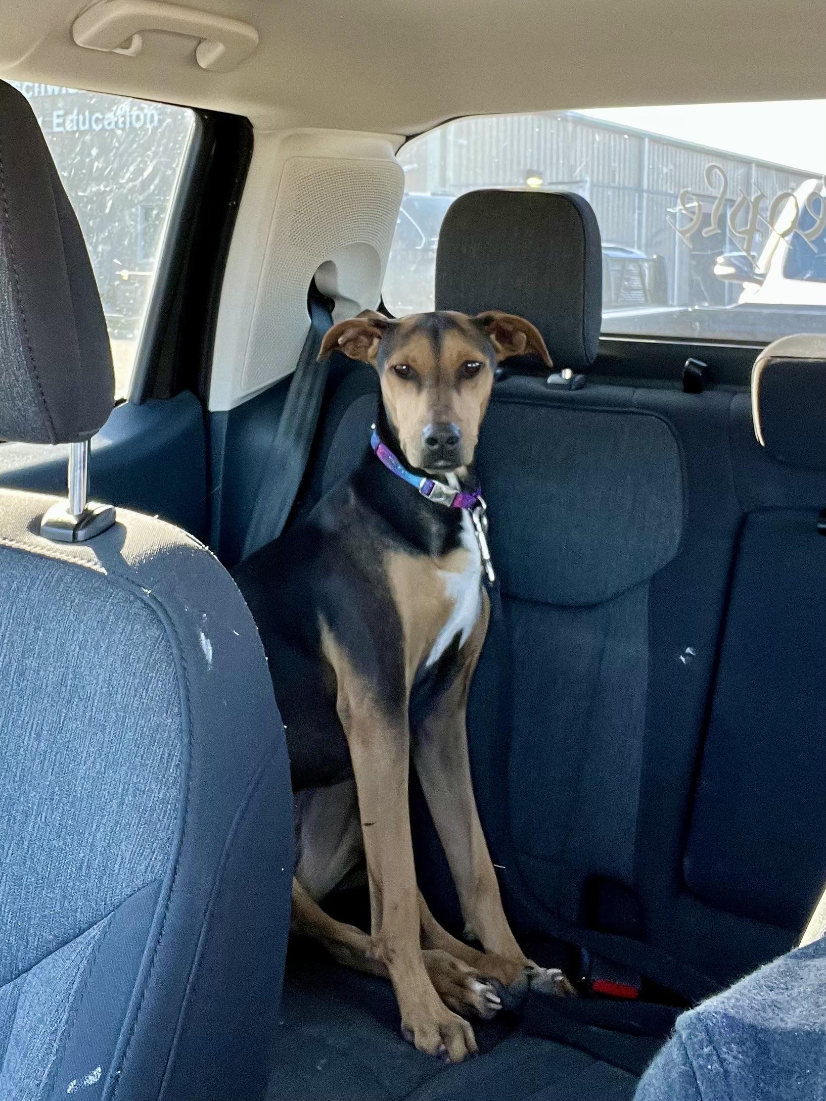 Enlarge Lacy, a ADOPTABLE mixed breed in Williston, VT image 4/5