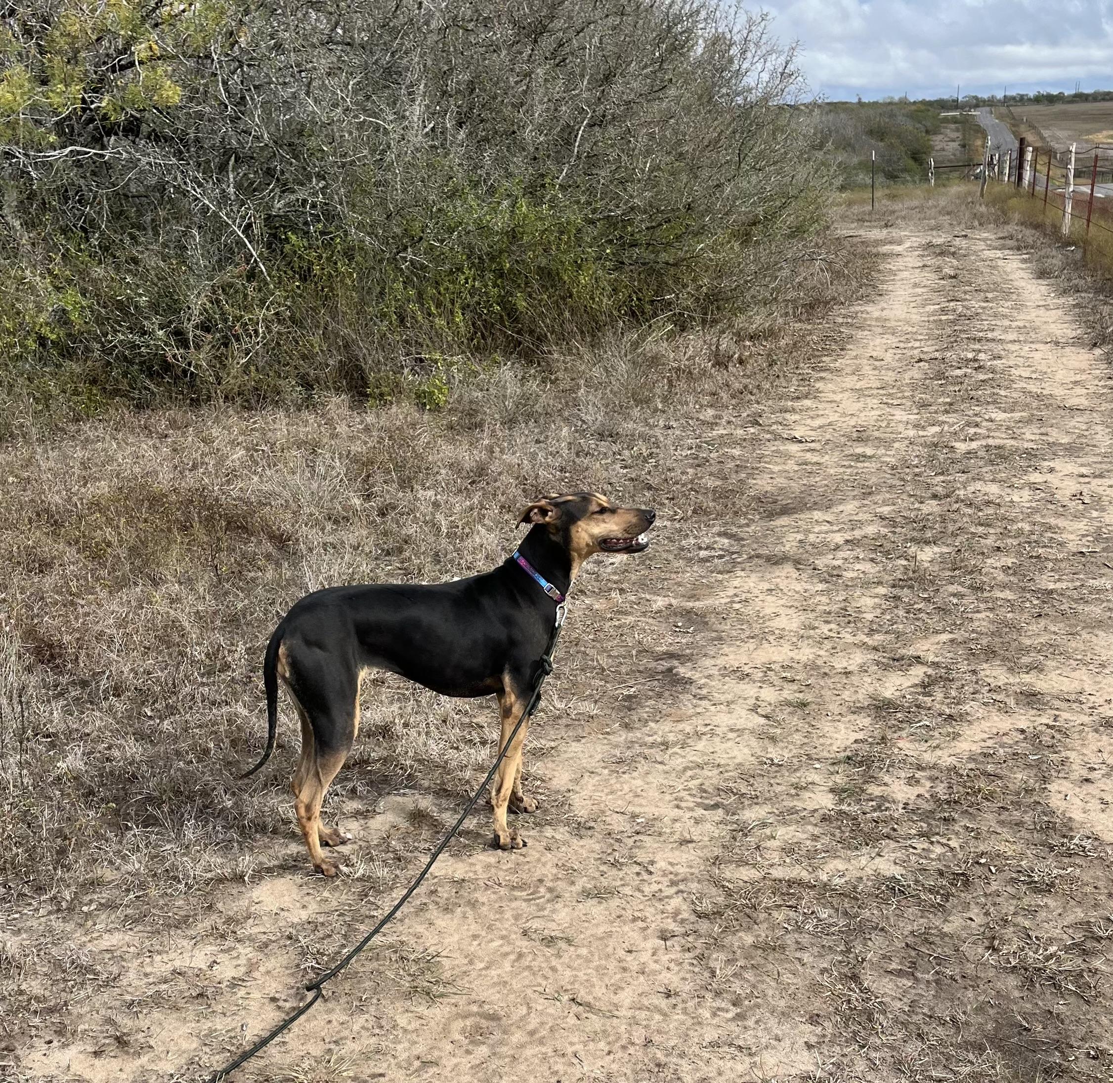 Enlarge Lacy, a ADOPTABLE mixed breed in Williston, VT image 2/5