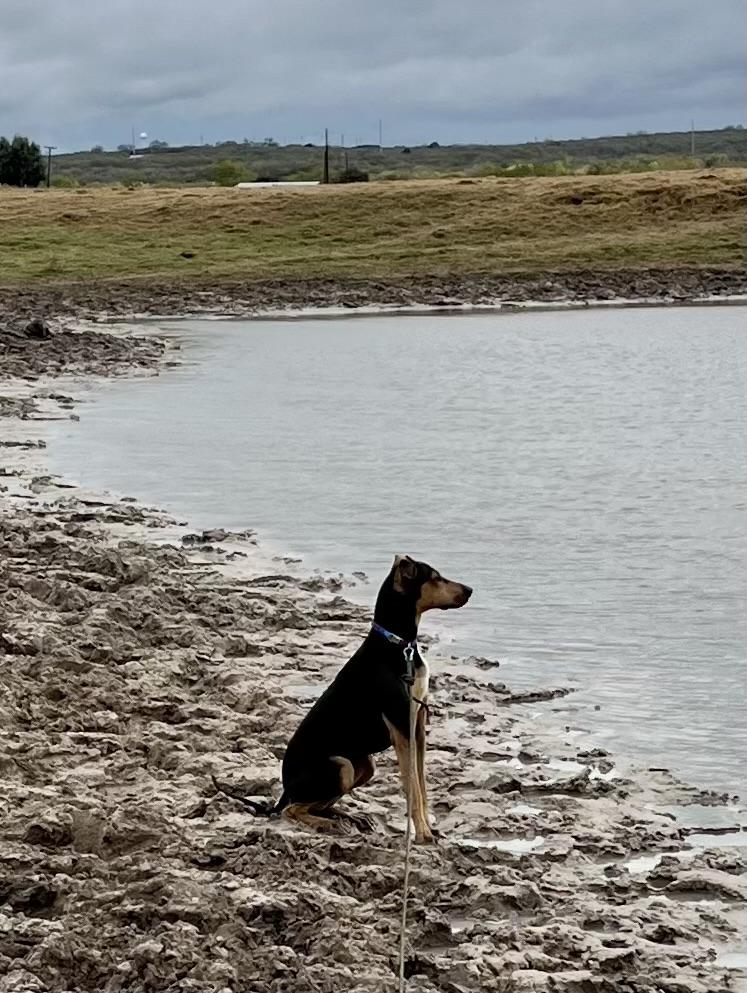 Enlarge Lacy, a ADOPTABLE mixed breed in Williston, VT image 3/5