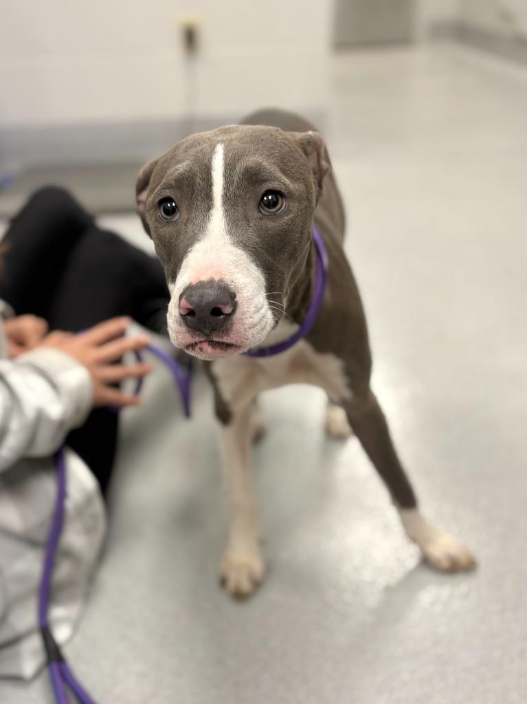 Lindy, Adoptable, Puppy Female Pit Bull Terrier & Mixed Breed.