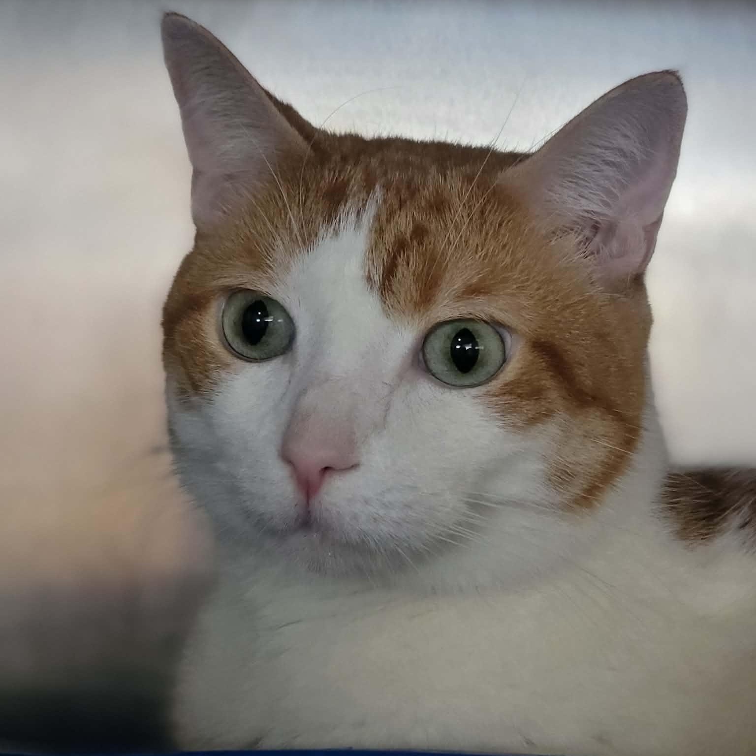 Enlarge Rocket, a Adoptable Domestic Short Hair in Myrtle Beach, SC image 1/3