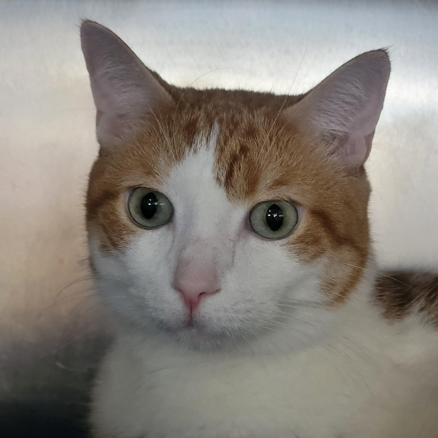Enlarge Rocket, a Adoptable Domestic Short Hair in Myrtle Beach, SC image 2/3