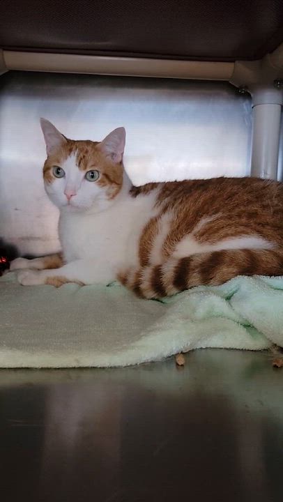 Enlarge Rocket, a Adoptable Domestic Short Hair in Myrtle Beach, SC video 3/3