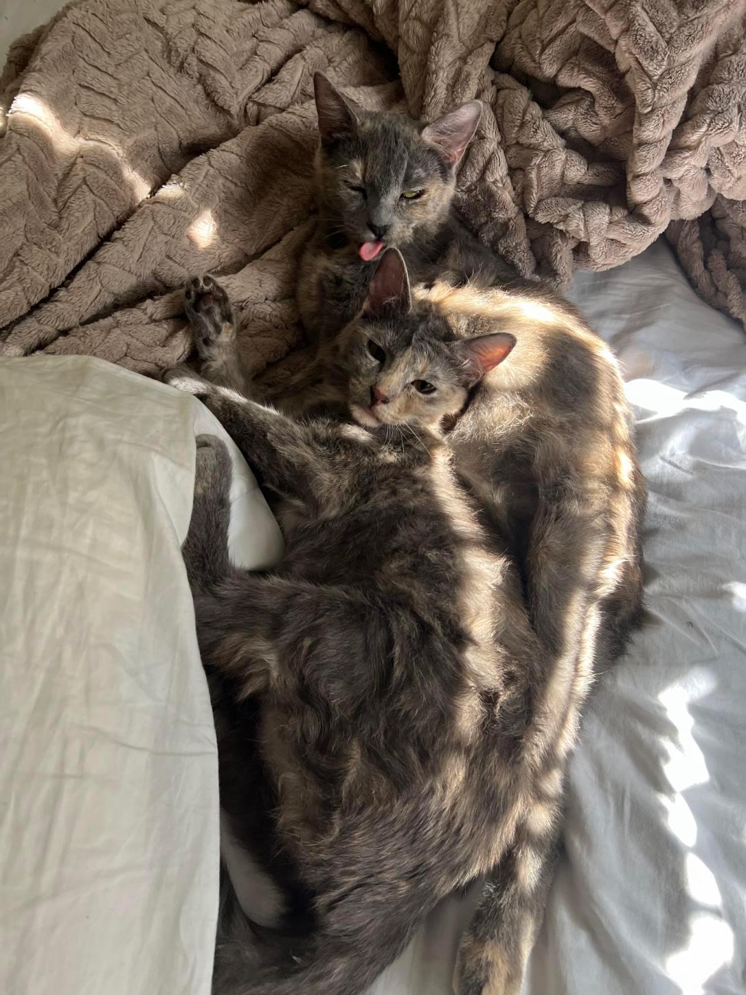 Stormy, Adoptable, Young Female Dilute Calico & Calico.