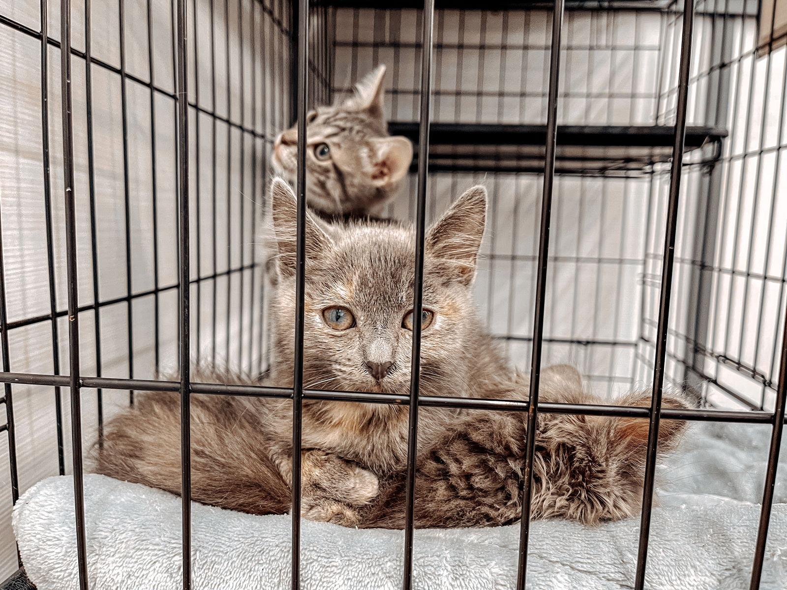 Enlarge Stormy, a Adoptable mixed breed in Los Angeles, CA image 2/3