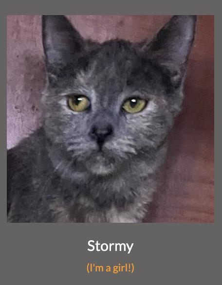 Enlarge Stormy, a Adoptable mixed breed in Los Angeles, CA image 3/3