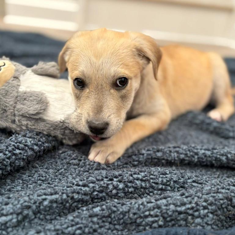 Chippy, a Adoptable Mixed Breed in Joliet, IL image 1/4