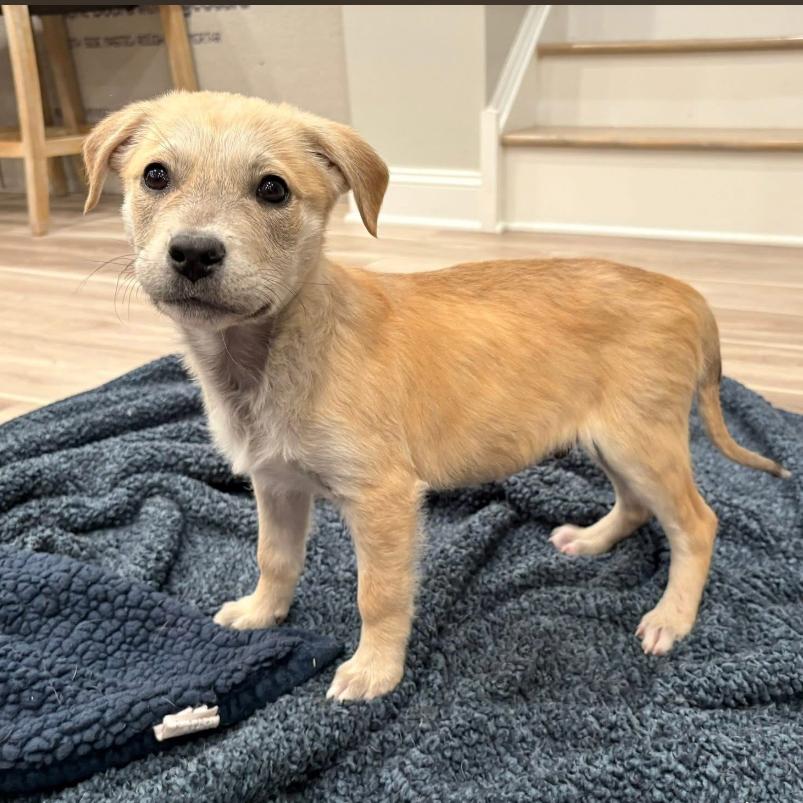 Chippy, a Adoptable Mixed Breed in Joliet, IL image 2/4