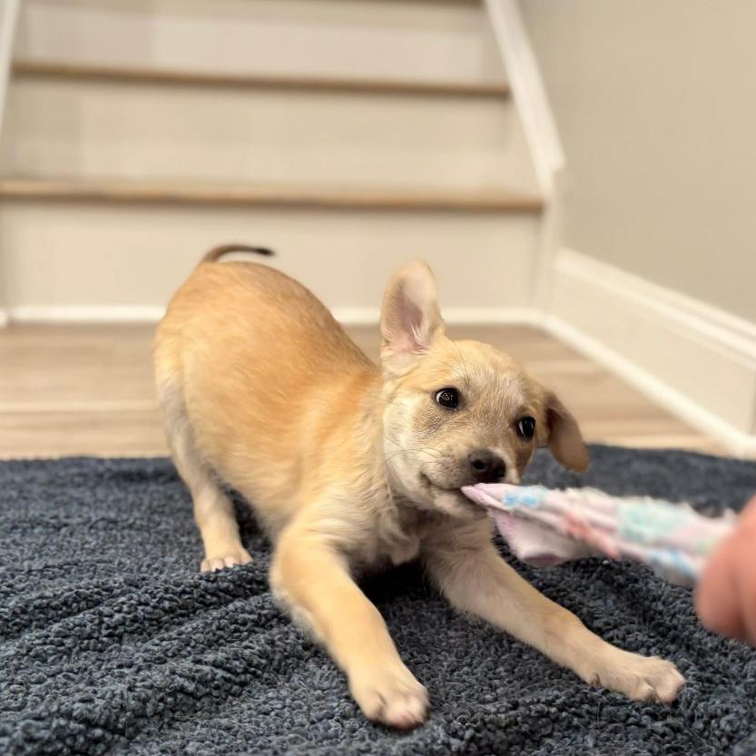 Chippy, a Adoptable Mixed Breed in Joliet, IL image 3/4