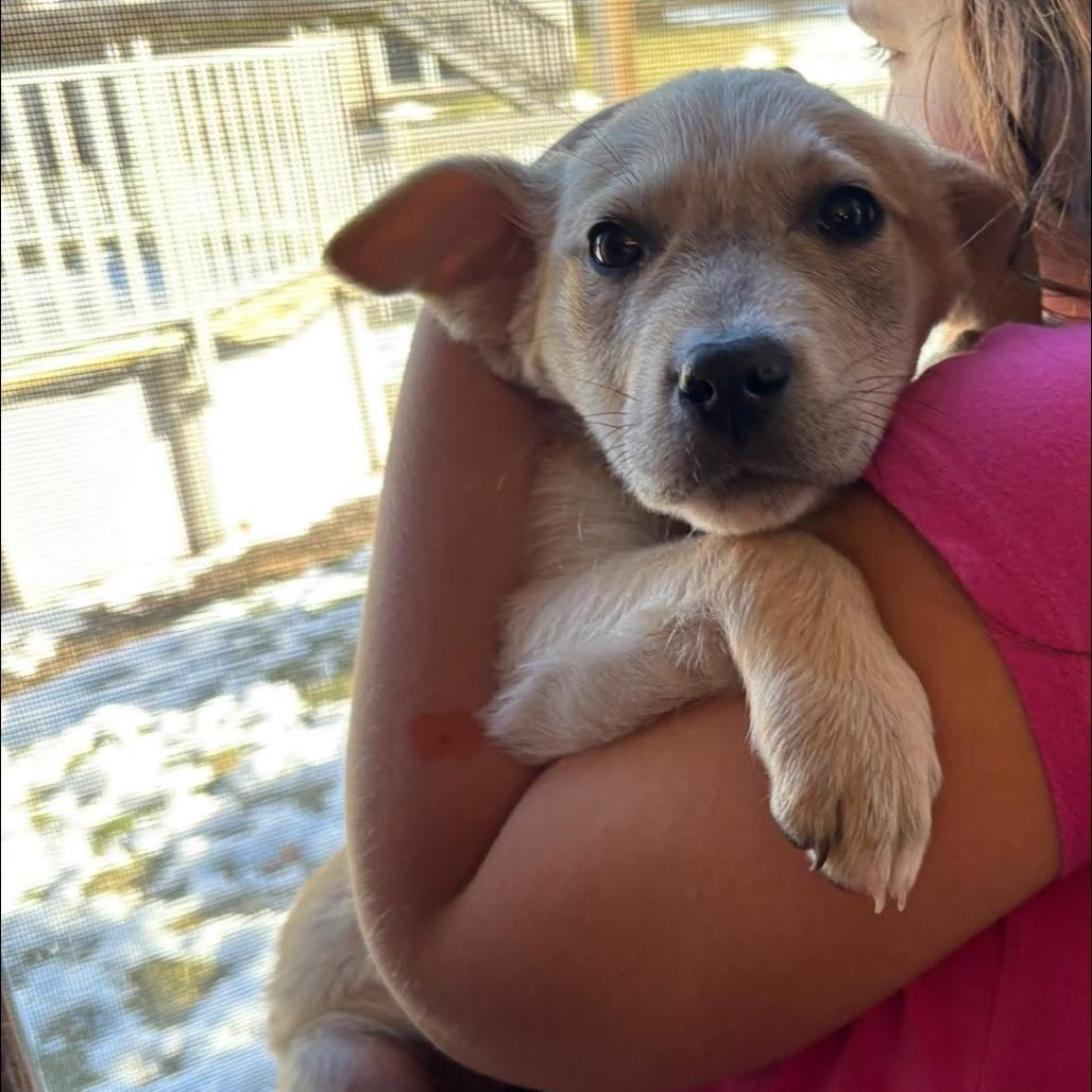 Chippy, a Adoptable Mixed Breed in Joliet, IL image 4/4