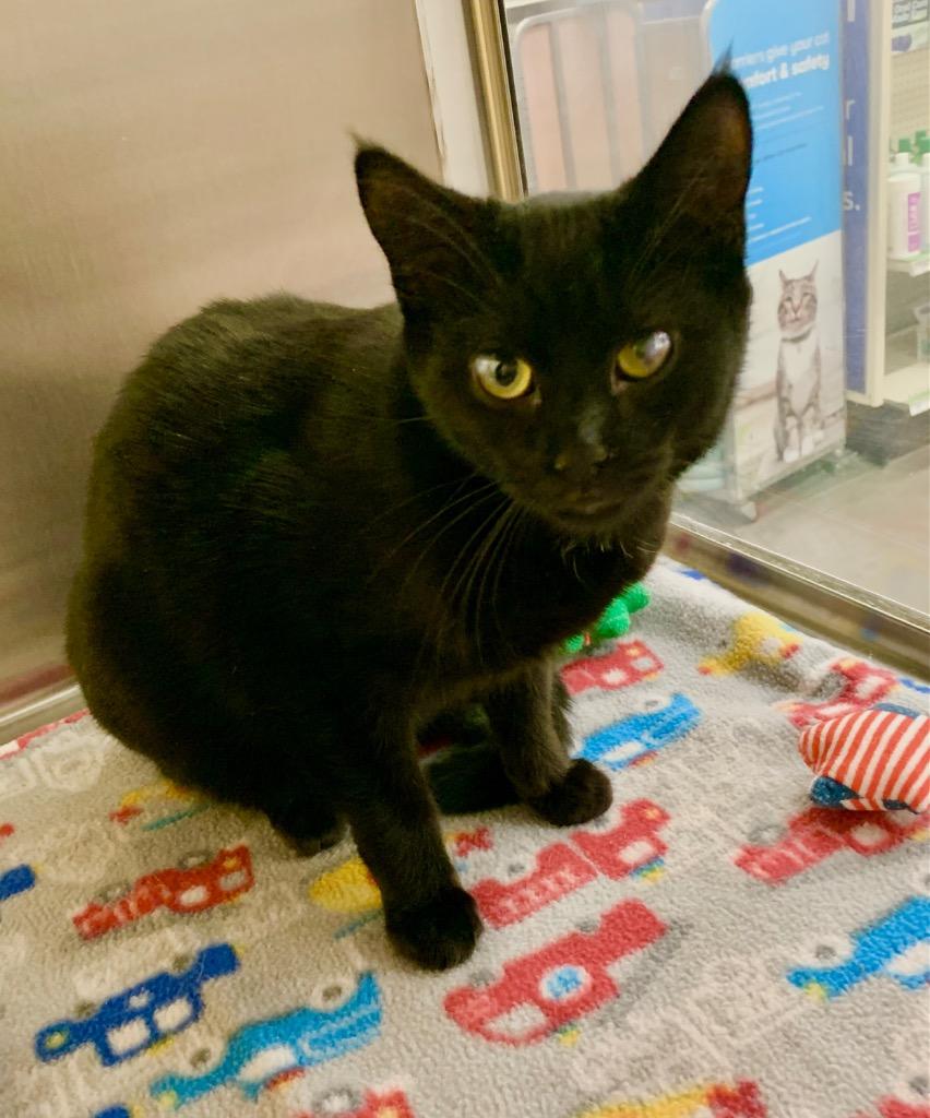 Marcus Allen, Adoptable, Kitten Male Domestic Short Hair.