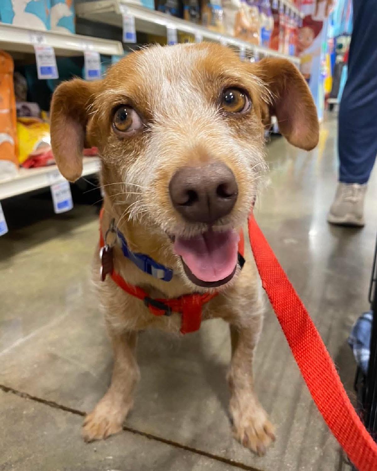 Enlarge Dublin, an adopted mixed breed in Frisco, TX image 2/4