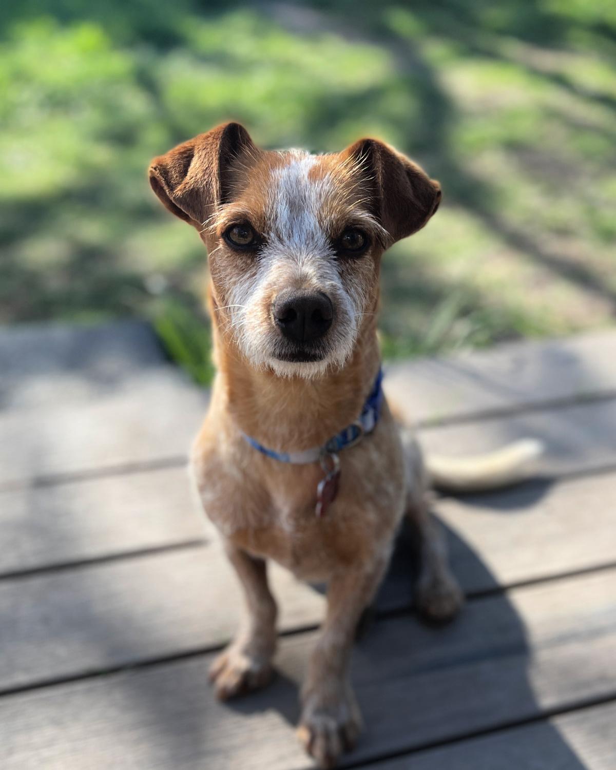 Enlarge Dublin, an adopted mixed breed in Frisco, TX image 4/4