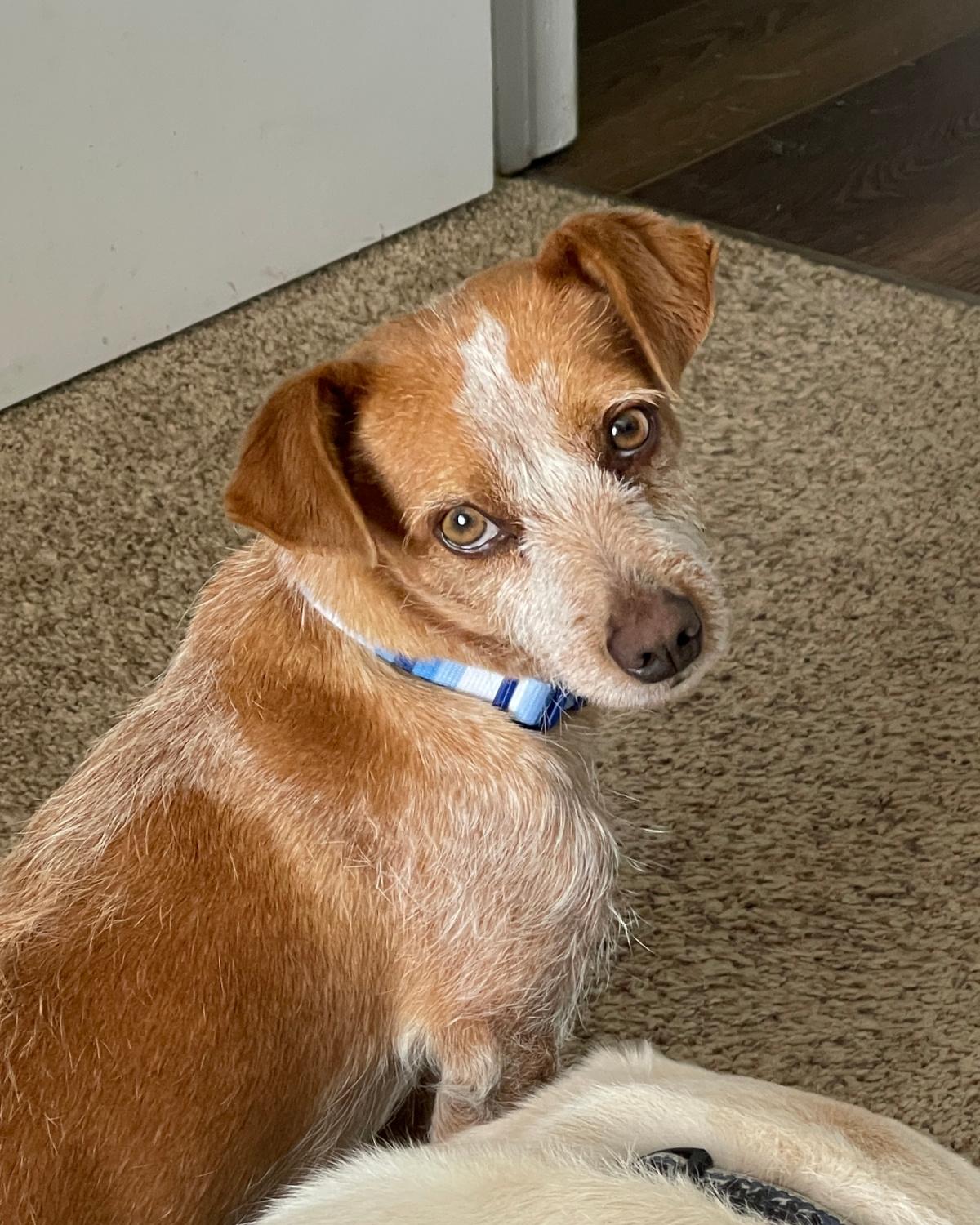 Enlarge Dublin, an adopted mixed breed in Frisco, TX image 1/4
