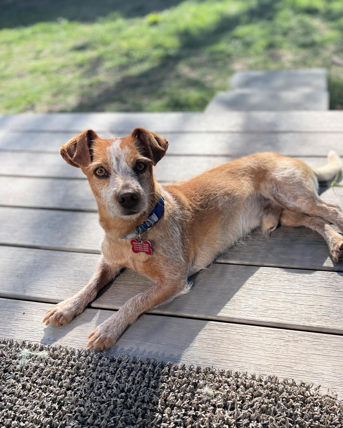 Enlarge Dublin, an adopted mixed breed in Frisco, TX image 3/4