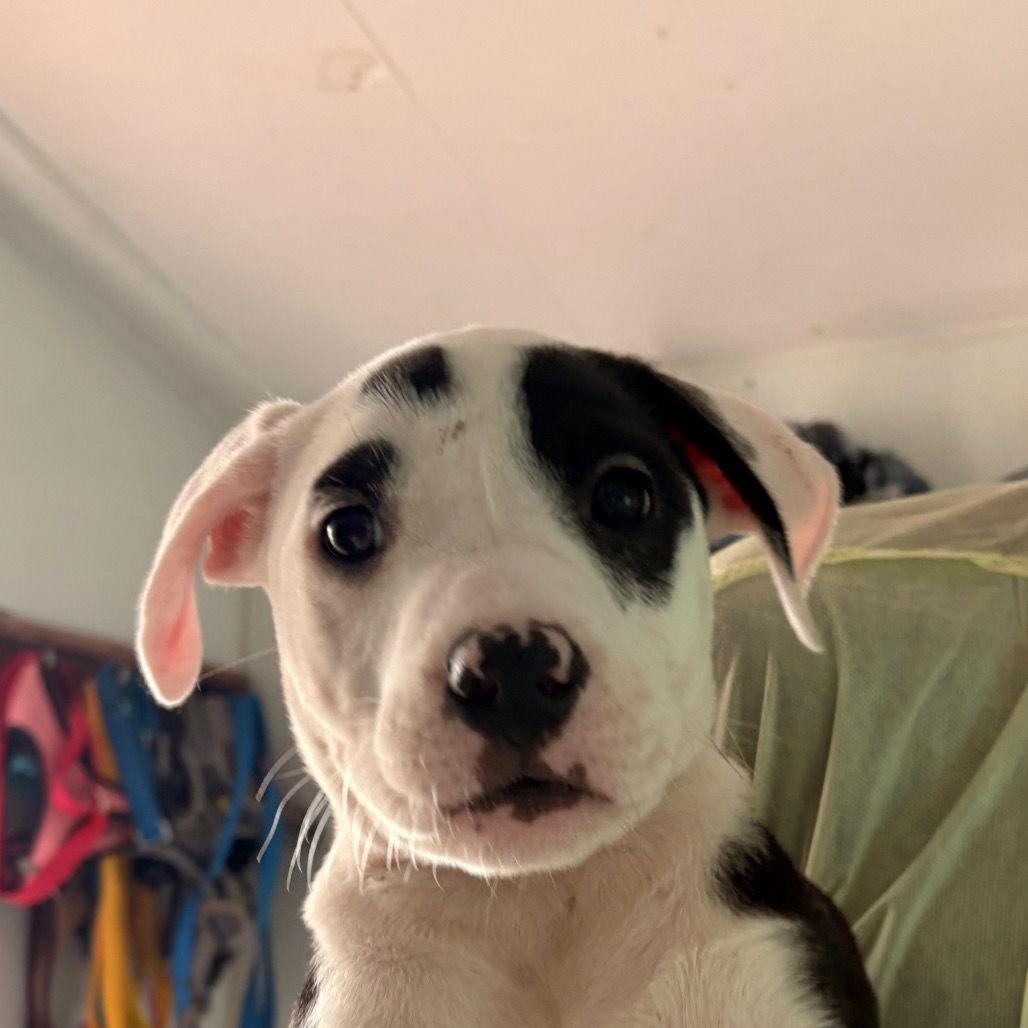 Biscotti — thumbnail 2