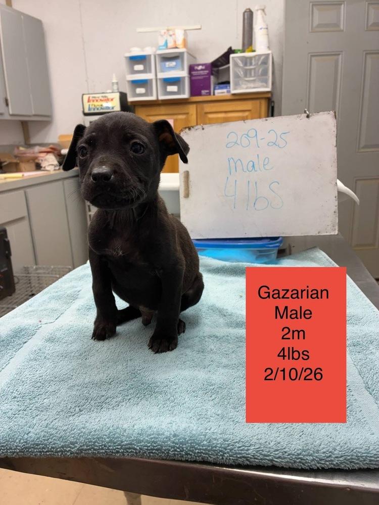 Gazerian, Adoptable, Puppy Male Australian Cattle Dog / Blue Heeler.
