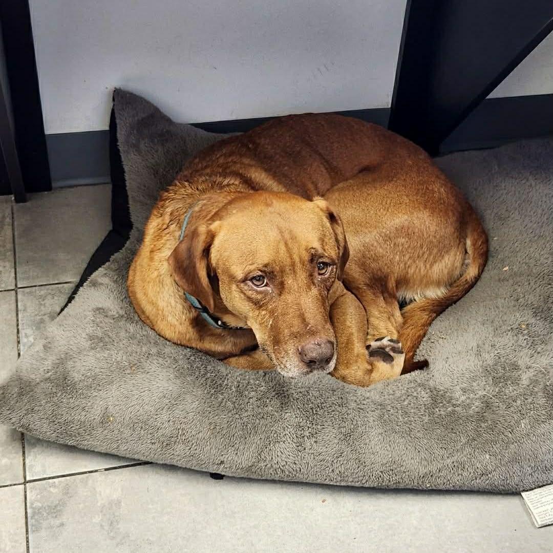 Enlarge CARWASH BUDDY LIVES AT THE CARWASH, a Adoptable mixed breed in Kaufman, TX image 6/6
