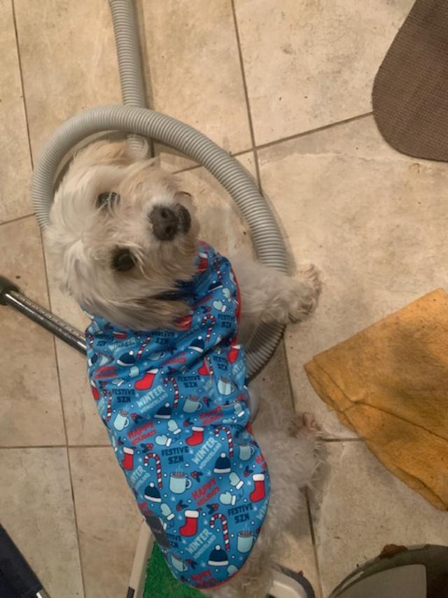 BUZZ, Adoptable, Adult Male Cavalier King Charles Spaniel & Poodle.