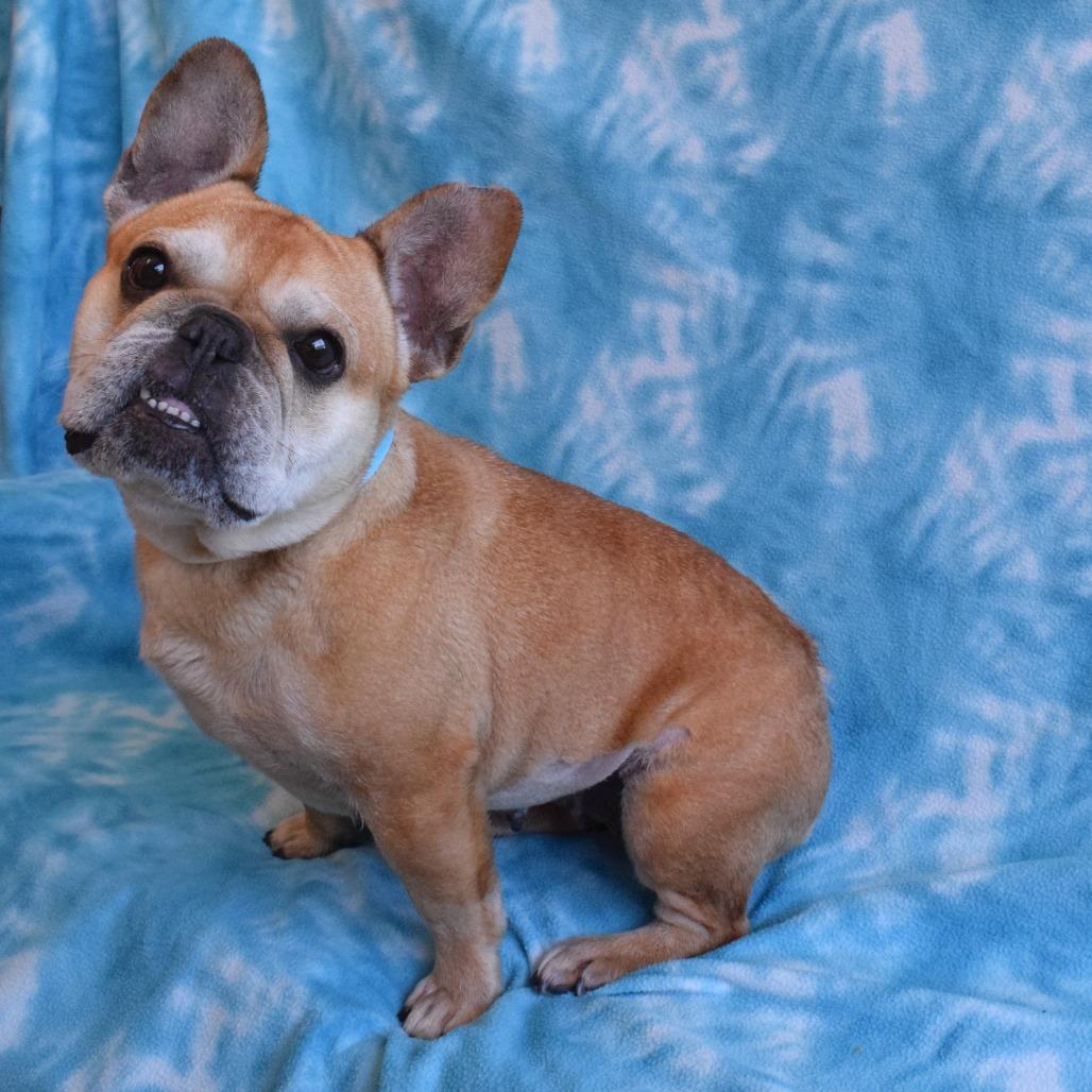 Pippa, Adoptable, Adult Female French Bulldog.