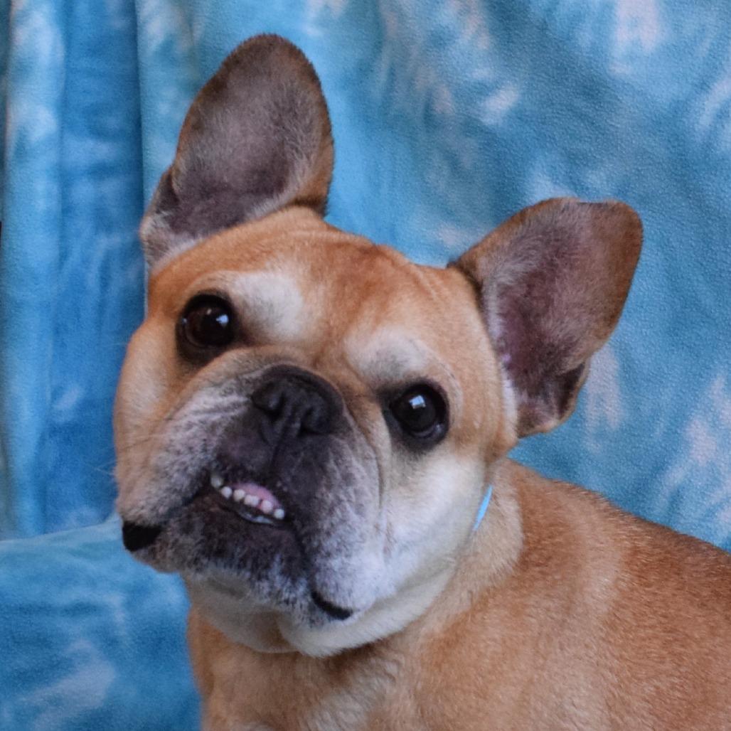 Enlarge Pippa, a Adoptable French Bulldog in Eureka, CA image 2/3