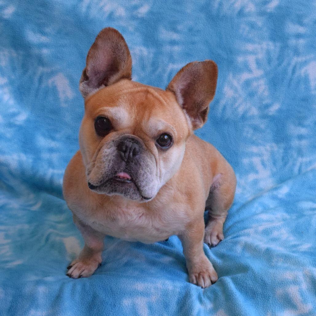 Enlarge Pippa, a Adoptable French Bulldog in Eureka, CA image 3/3