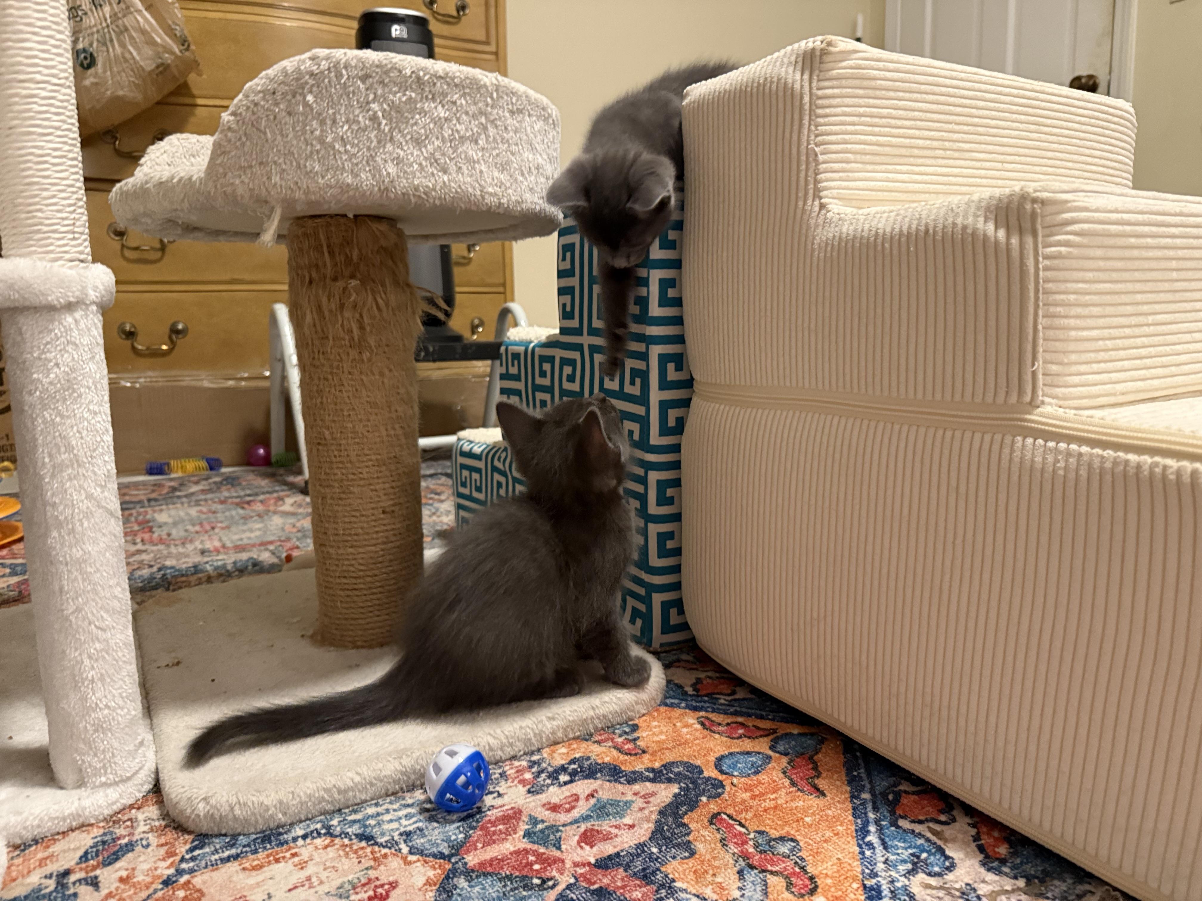 Teddy & (Ivan) PENDING ADOPTION, a ADOPTABLE Russian Blue in Wimauma, FL image 5/6