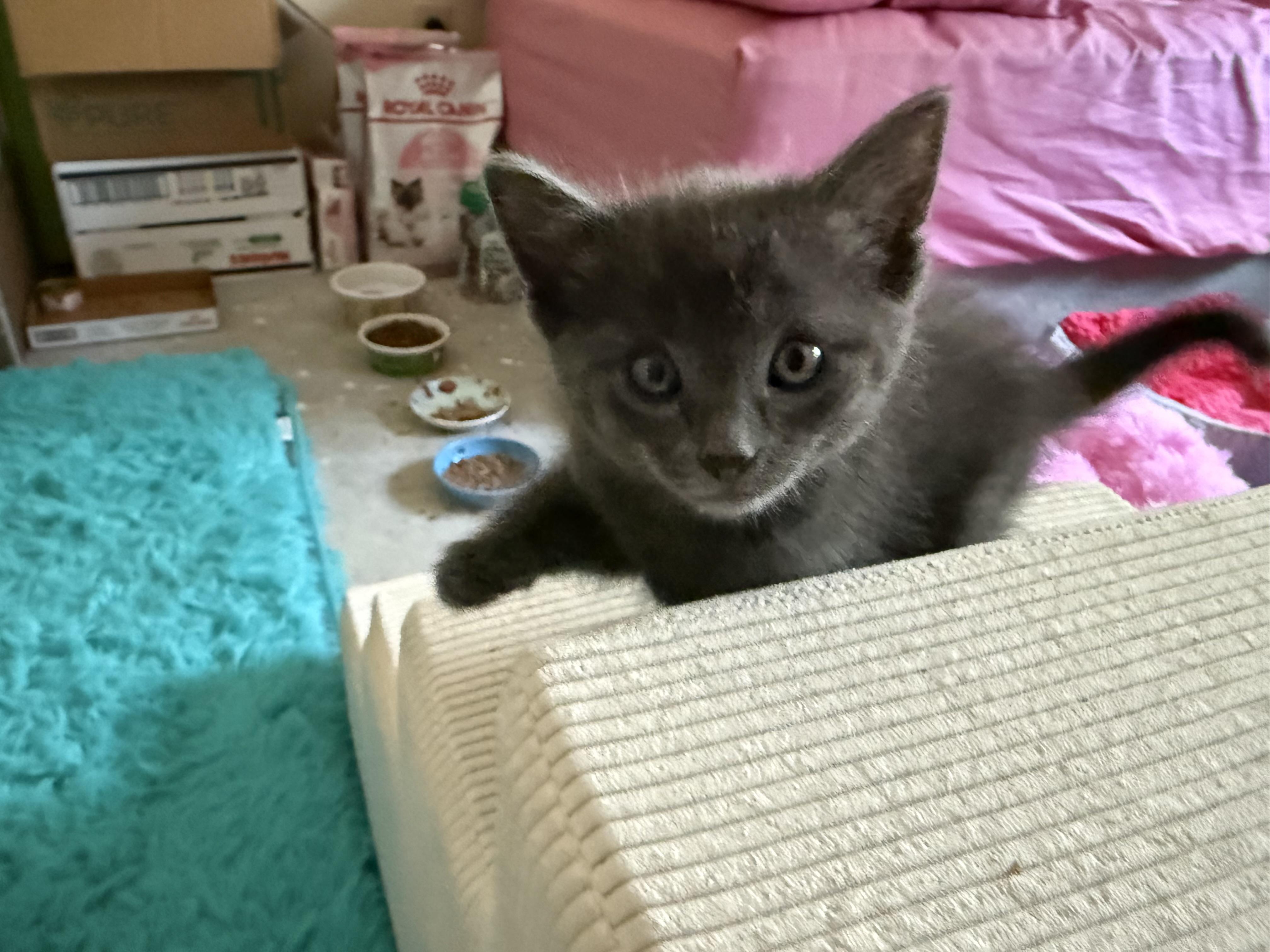 Teddy & (Ivan) PENDING ADOPTION, a ADOPTABLE Russian Blue in Wimauma, FL image 6/6