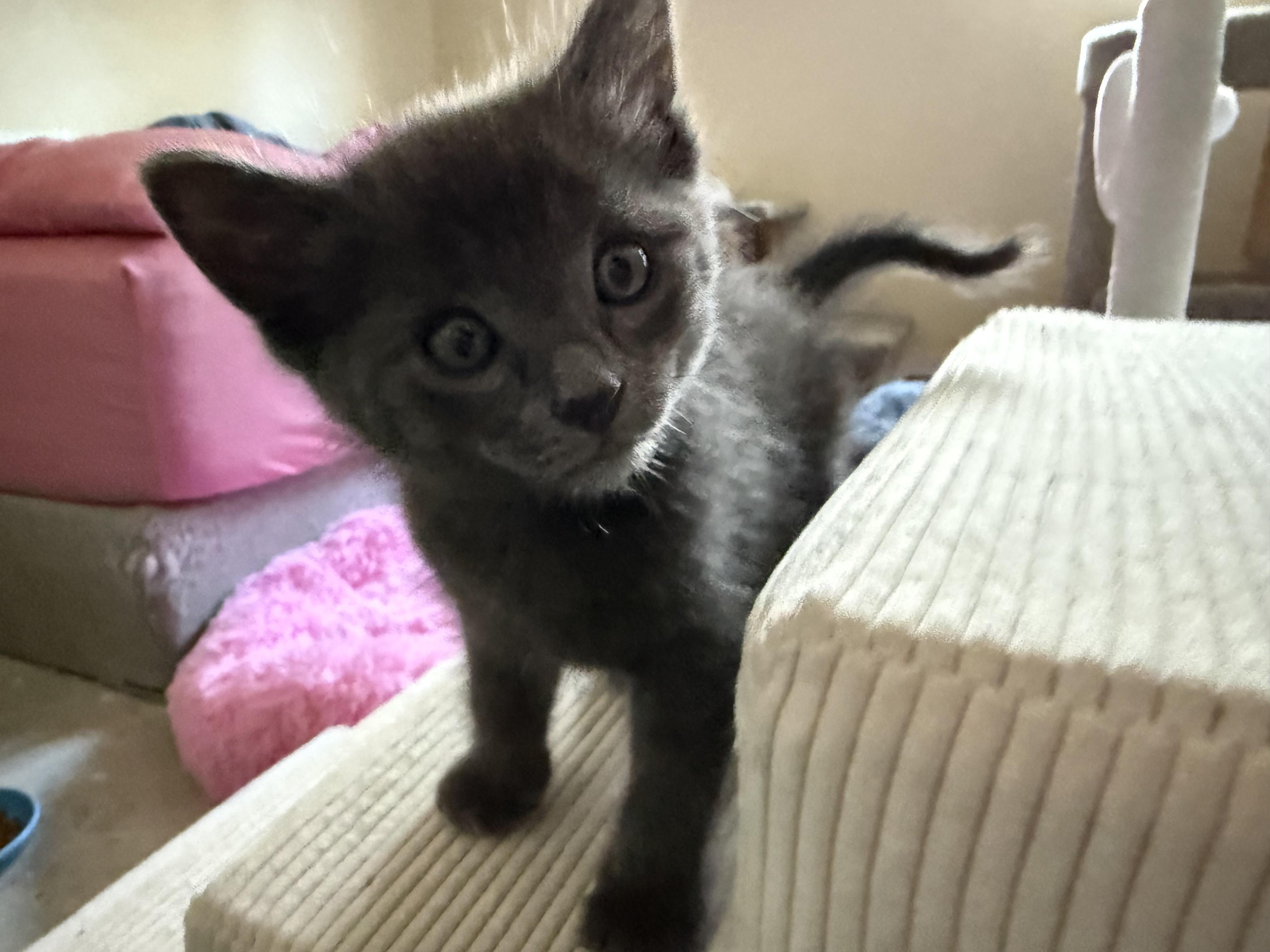 Teddy & (Ivan) PENDING ADOPTION, ADOPTABLE, Kitten Male Russian Blue.