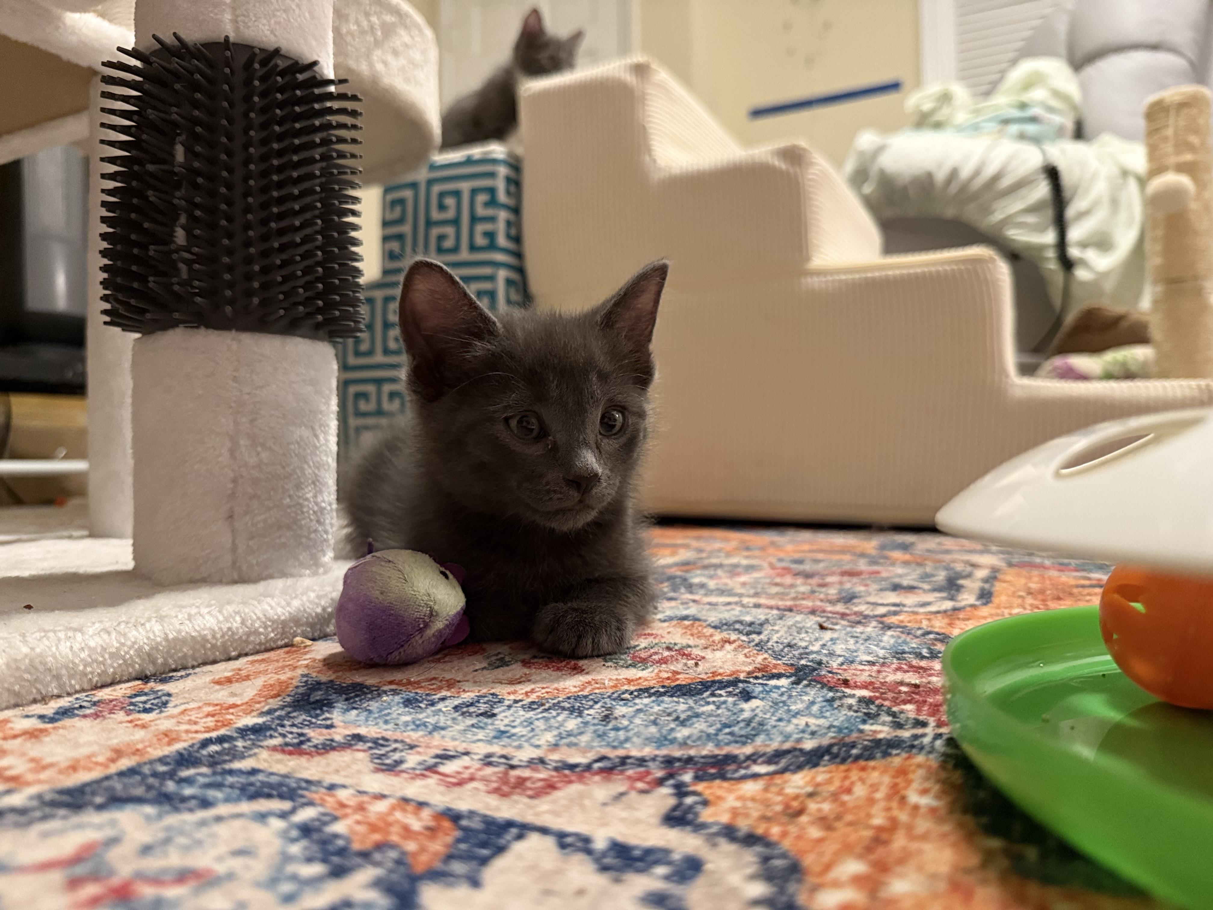 Teddy & (Ivan) PENDING ADOPTION, a ADOPTABLE Russian Blue in Wimauma, FL image 4/6