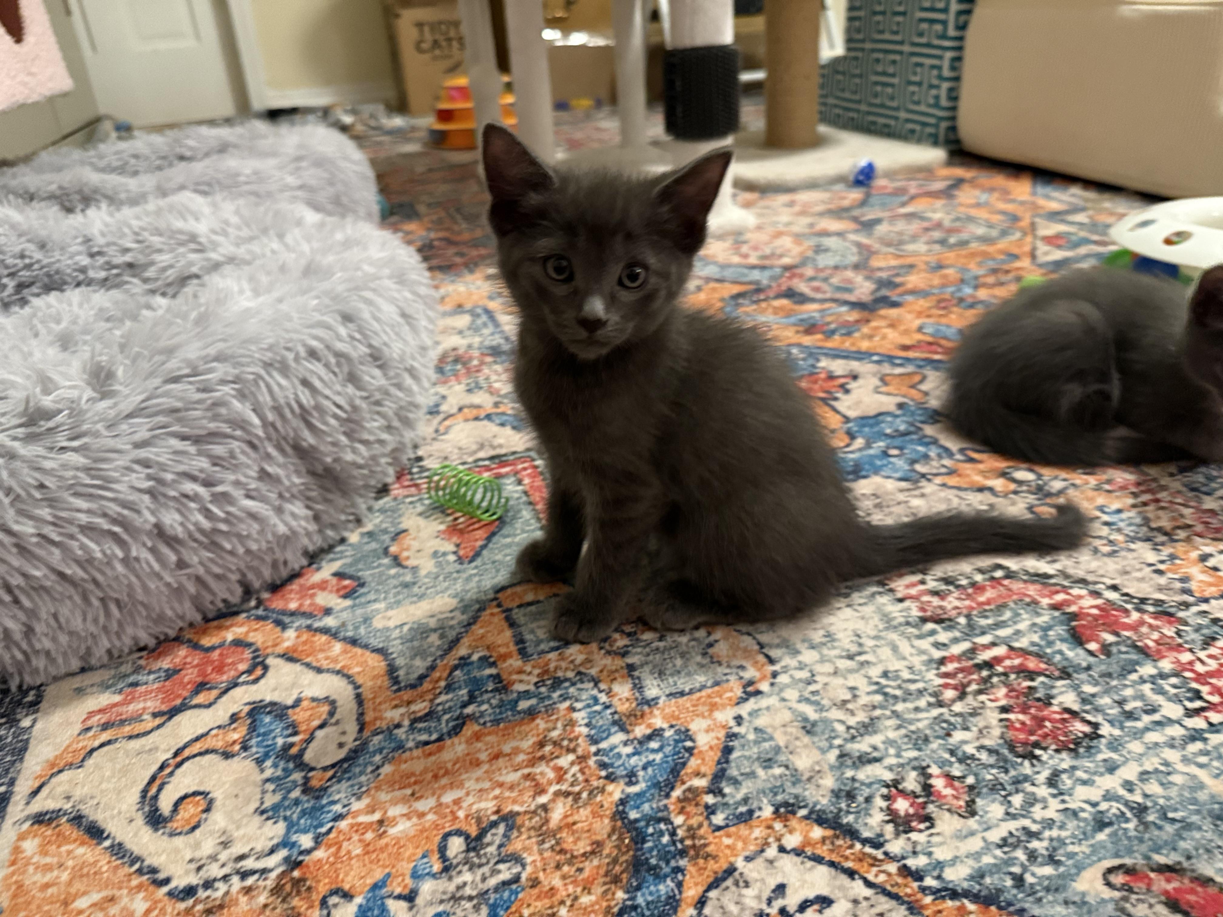 Teddy & (Ivan) PENDING ADOPTION, a ADOPTABLE Russian Blue in Wimauma, FL image 2/6