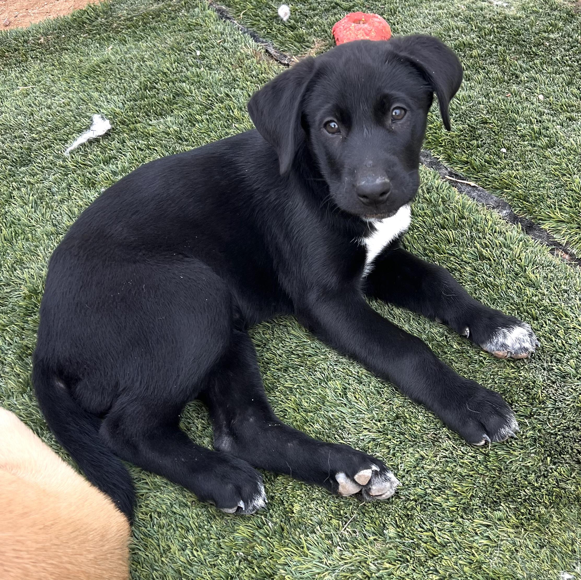 Ivy (Eloise’s Litter), Adopted, Young Female Anatolian Shepherd.