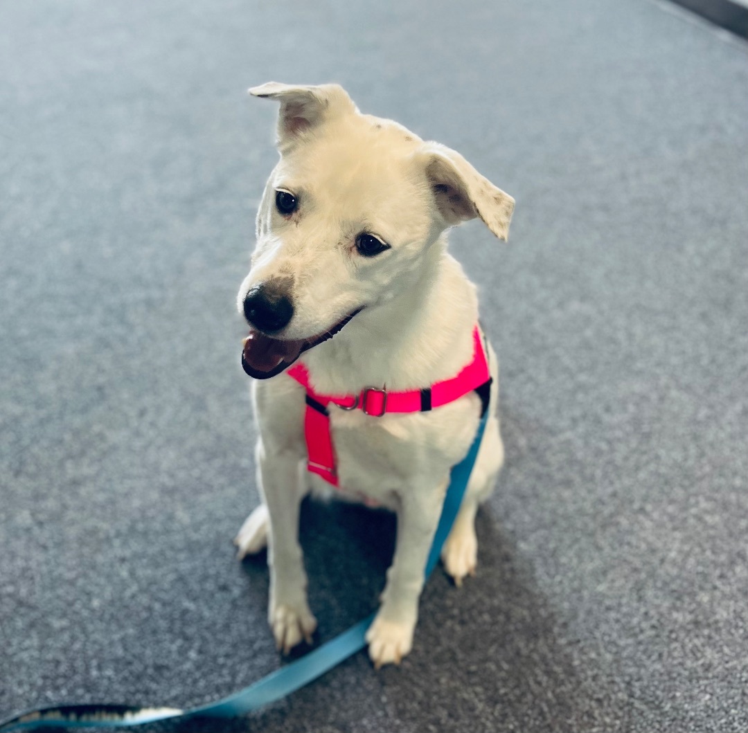 Annie Luna - 687, an adoptable Dalmatian, White German Shepherd in Dallas, TX, 75219 | Photo Image 3