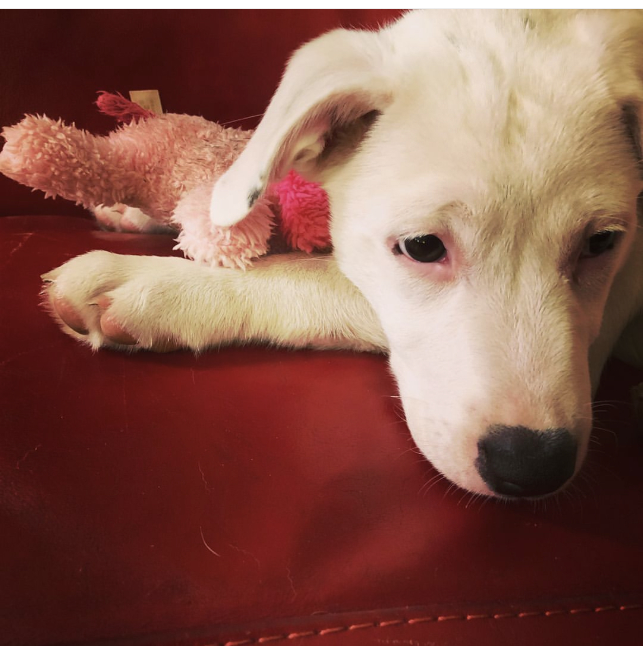 Annie Luna - 687, an adoptable Dalmatian, White German Shepherd in Dallas, TX, 75219 | Photo Image 2