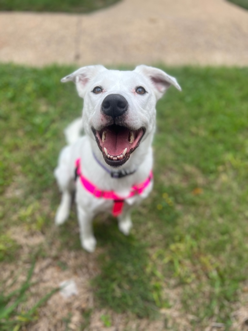 Enlarge Annie Luna - 687, a Adoptable mixed breed in Dallas, TX image 1/5
